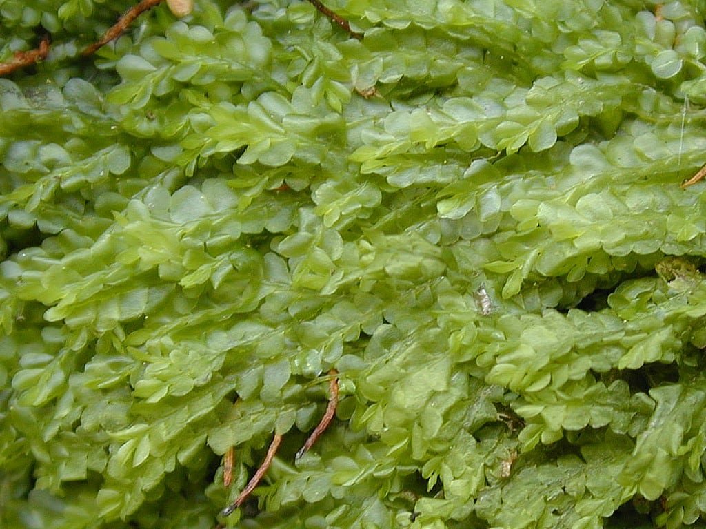 default-442 A closeup of green, wet, feathery leaves