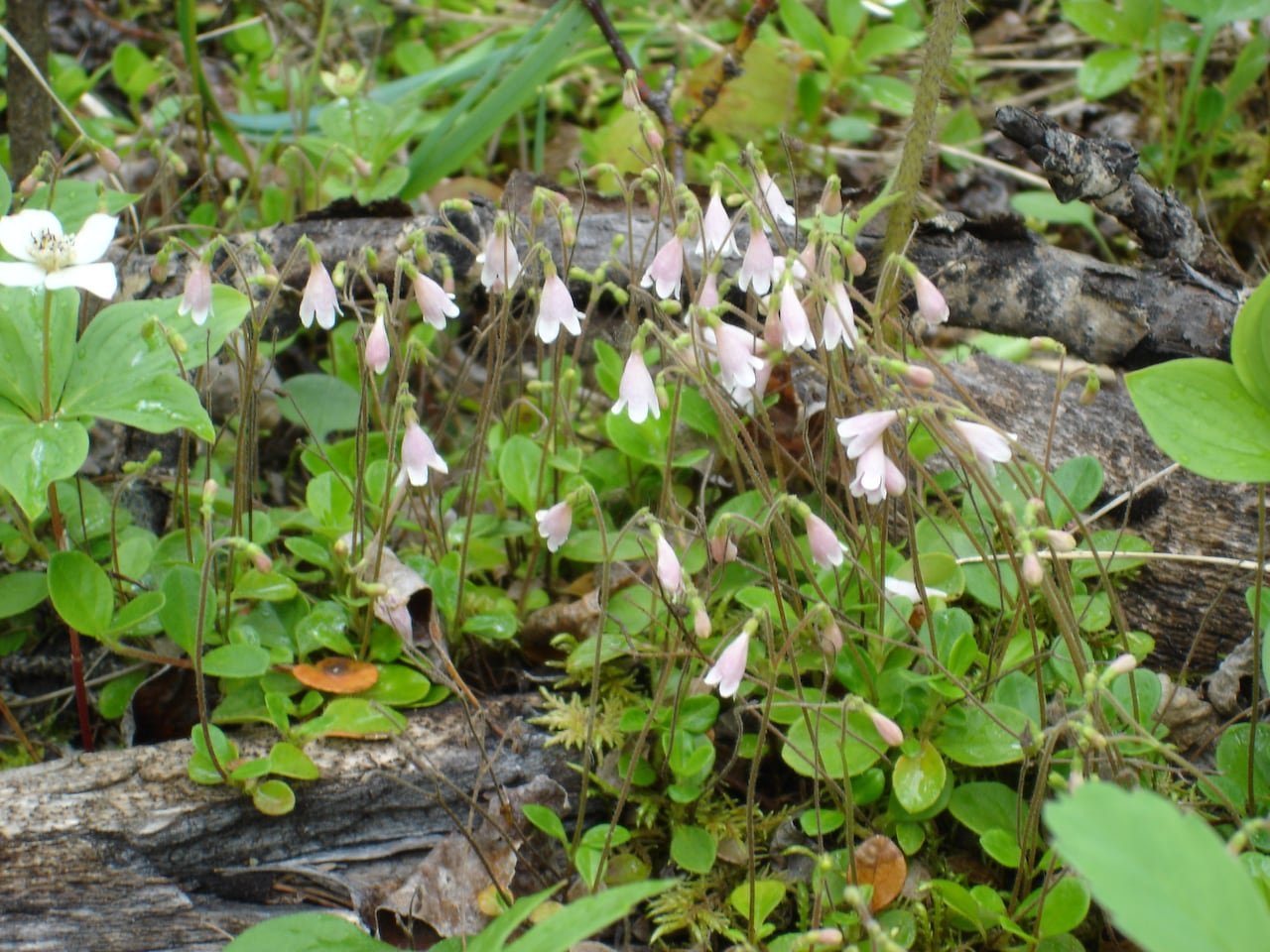 default-443 Small bell-shaped pink flowers