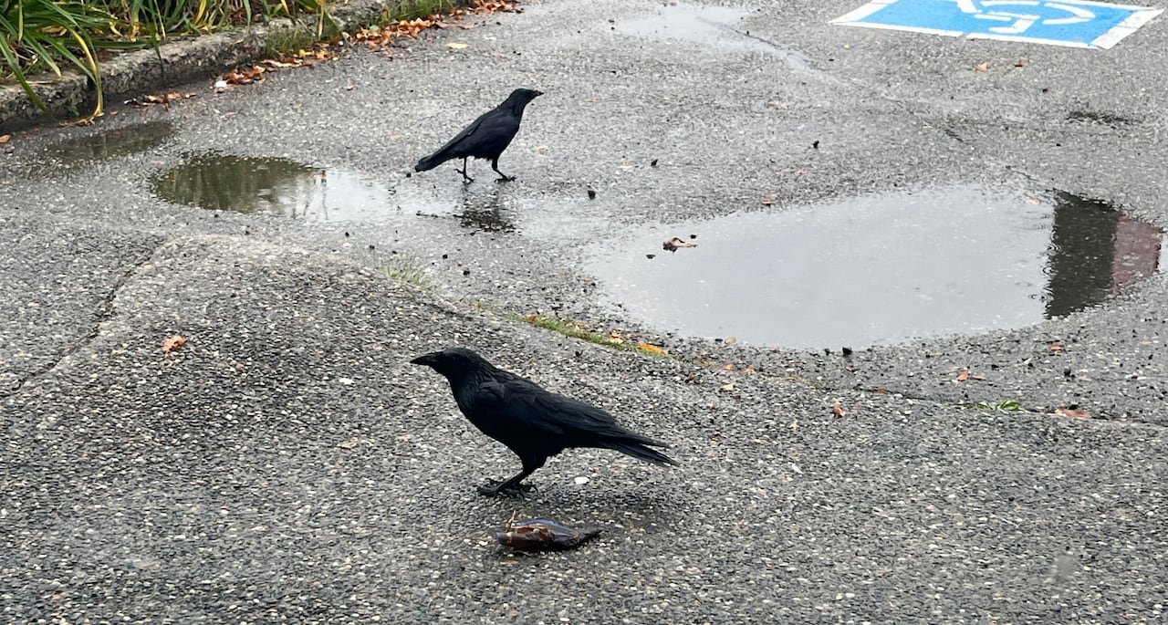 default-664 Two crows.