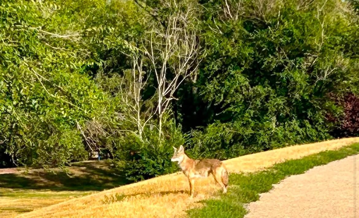 Coyote standing on the edge of a walking path in a park